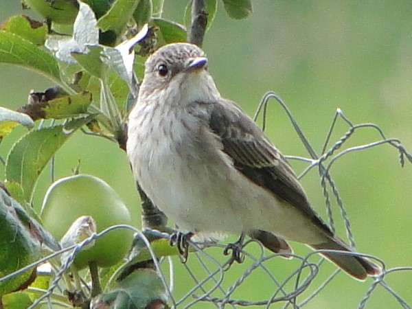 Spotted Flycatcher